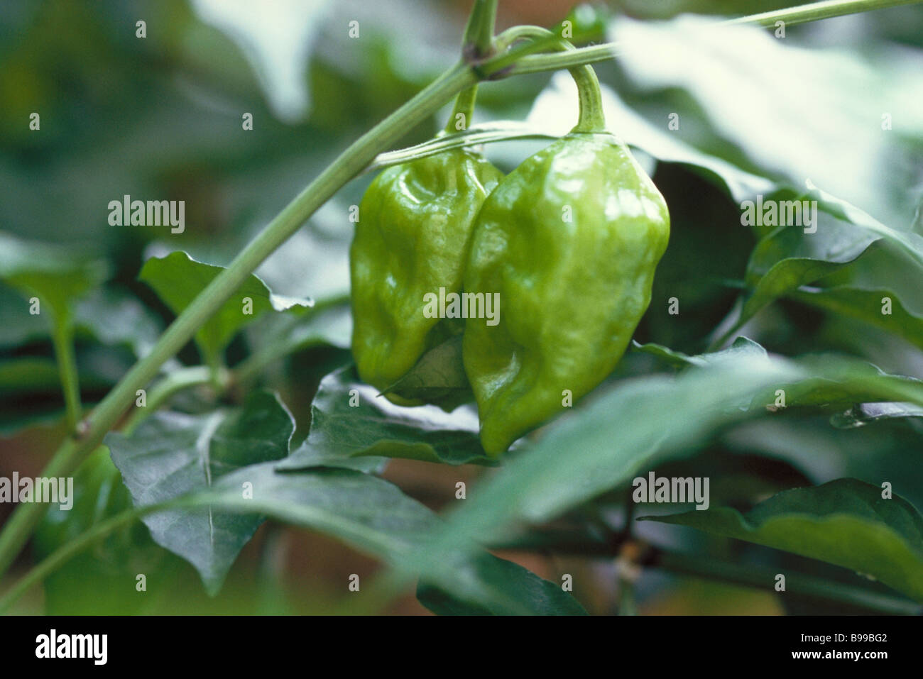 Hot peppers growing on plant Stock Photo Alamy