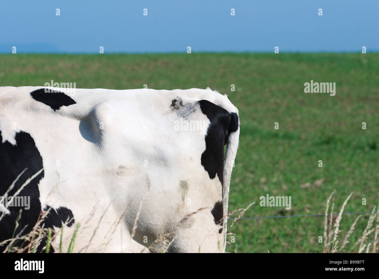 Tail end of cow in pasture Stock Photo