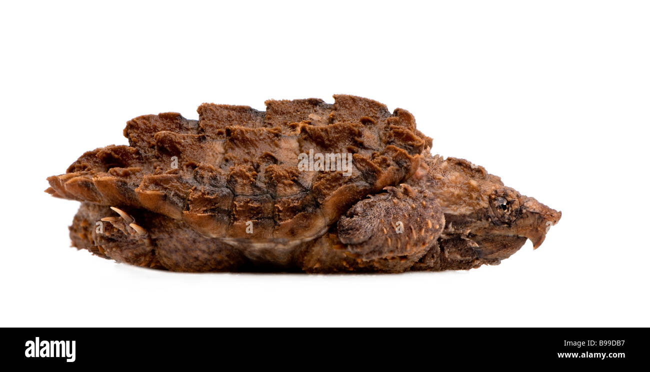 Young Alligator Snapping Turtle Macrochelys temmincki in front of a white background Stock Photo