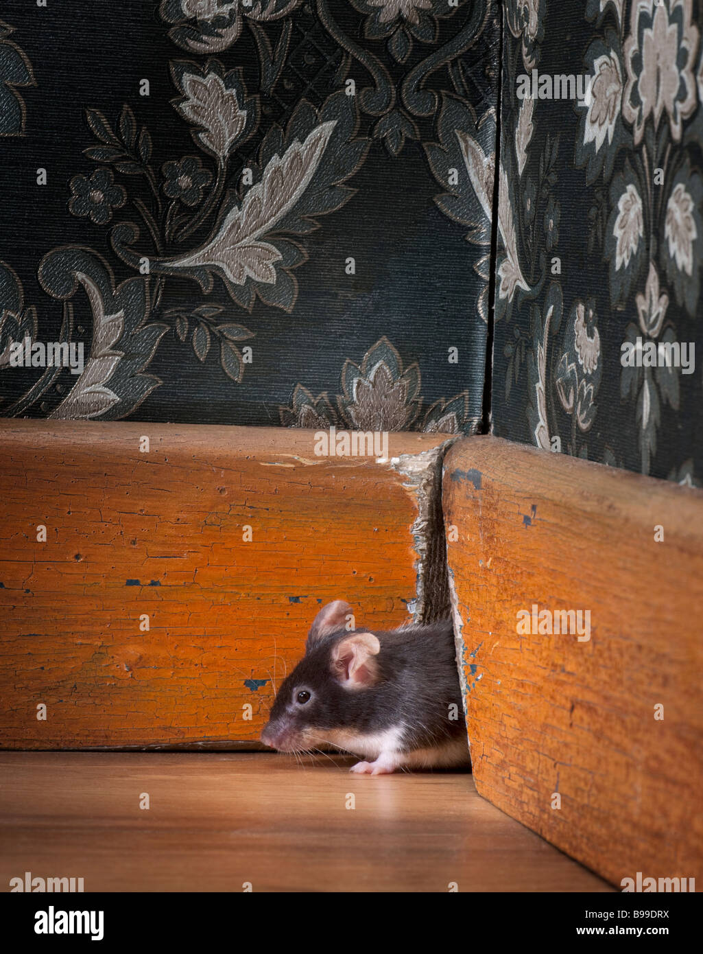 mouse coming out ot her hole in a luxury old fashioned room Stock Photo