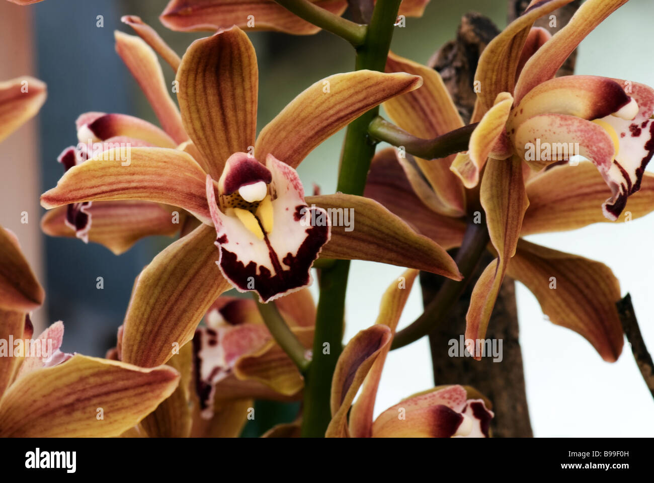 Cymbidium Bruine Wubben photographed at Keukenhof Gardens in Lisse the Netherlands Stock Photo