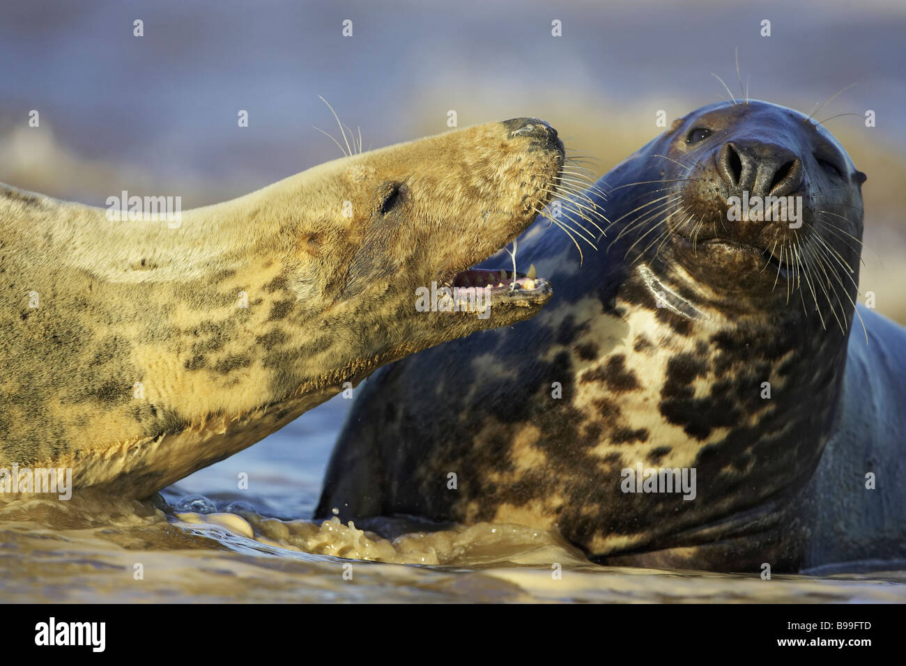 Gray Seal, Grey Seal (Halichoerus grypus), female calling aggressively towards male (bull) Stock Photo