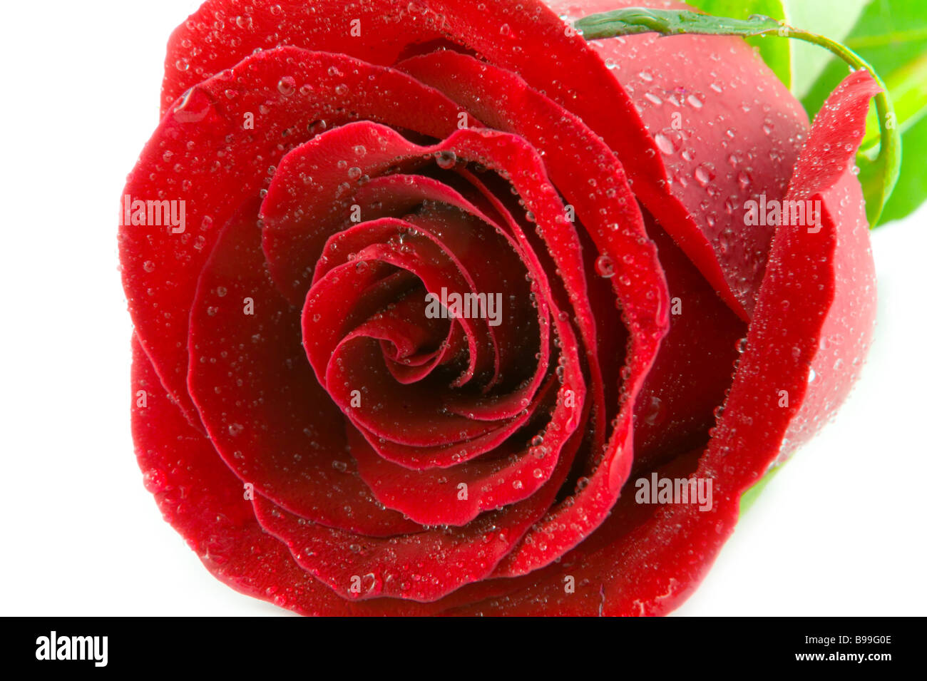 the macro of red rose with water drops Stock Photo - Alamy