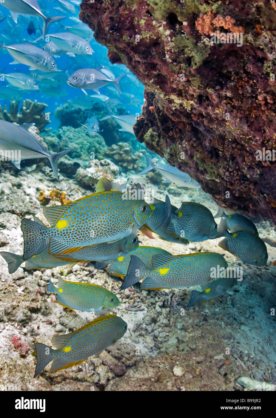 A small school of Spotted or Golden Rabbitfish search for their dinner under the coral reef at Barracuda Point, Sipadan Island. Stock Photo