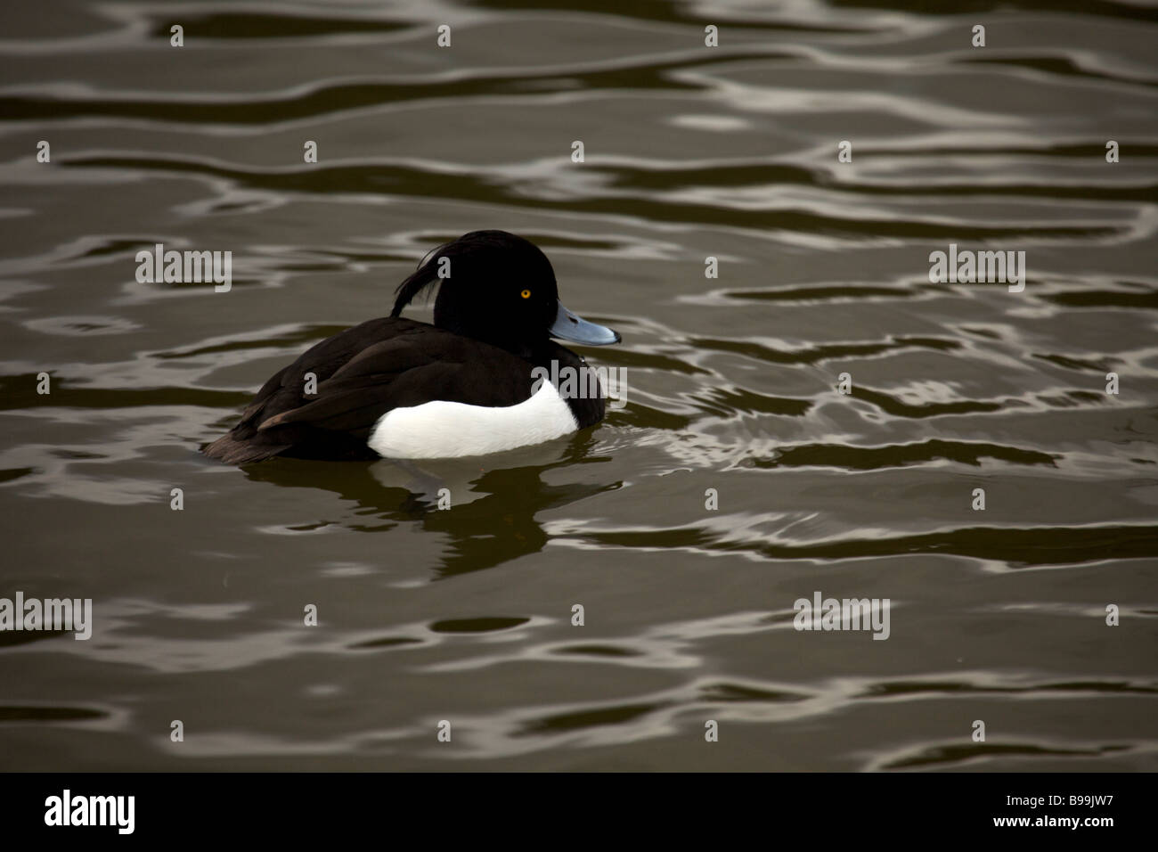 Male Tufted Duck Stock Photo