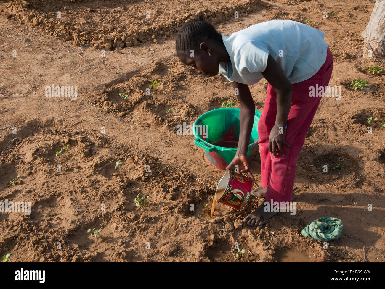 West Africa Senegal Saloum delta Mar lodj island Women working in vegetable garden Stock Photo