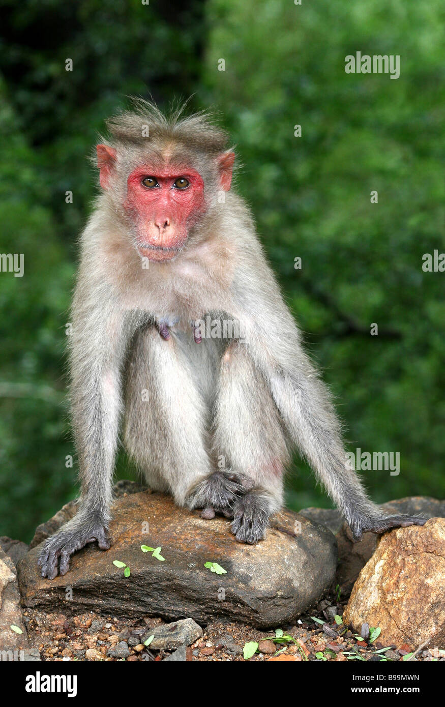 Young Male Bonnet Macaque Macaca radiata Sat on Rock Staring Forward Taken In Chinnar Wildlife Sanctuary, India Stock Photo