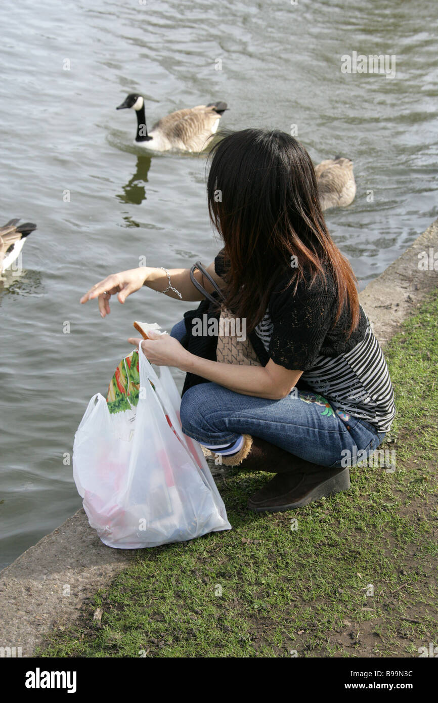 Young Woman Feeding Goose and Ducks with Bread in a Park Stock Photo
