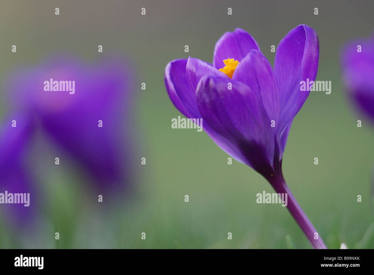 Crocus (Crocus pulchellus) flowering on lawn Stock Photo