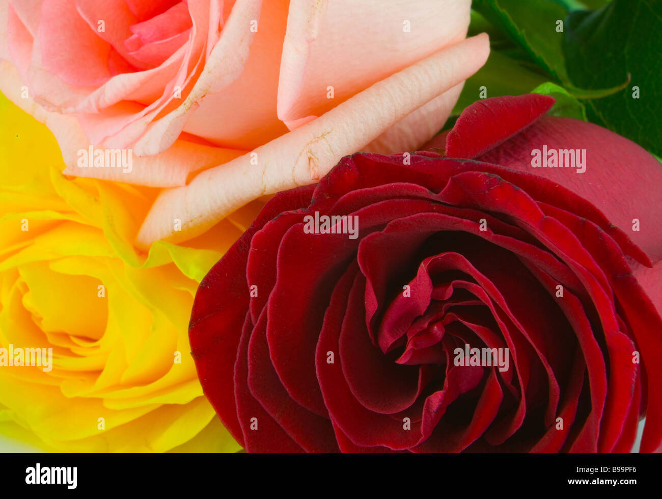 the red yellow and red roses macro Stock Photo Alamy