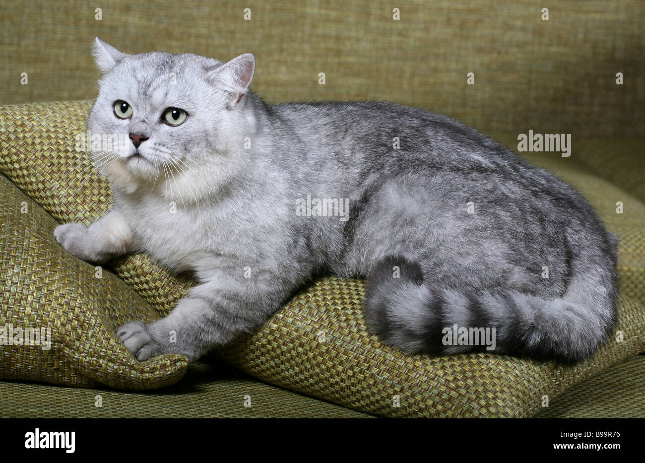 British Shorthair silver Cat. Stock Photo