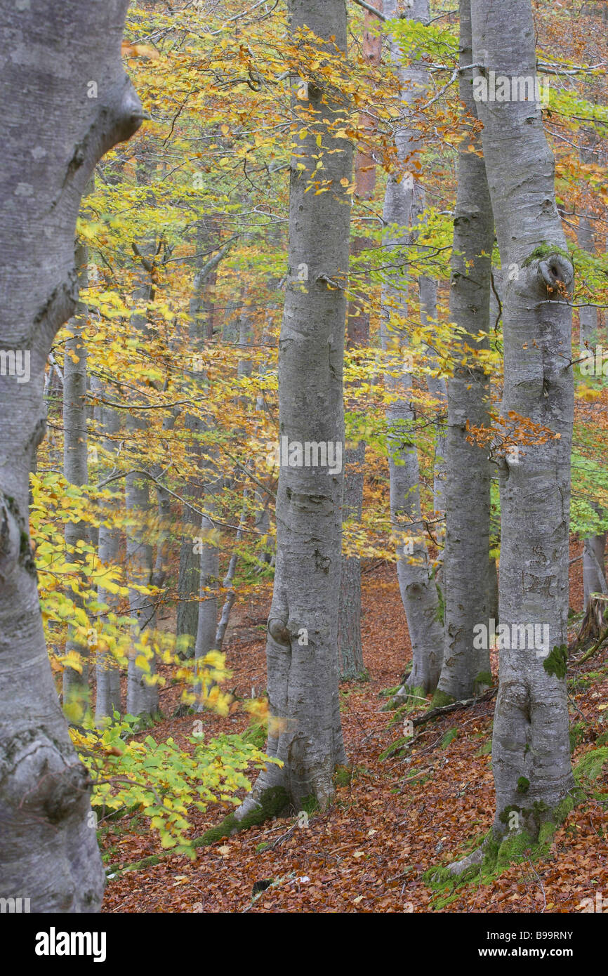 Common Beech (Fagus sylvatica), woodland in autumn Stock Photo