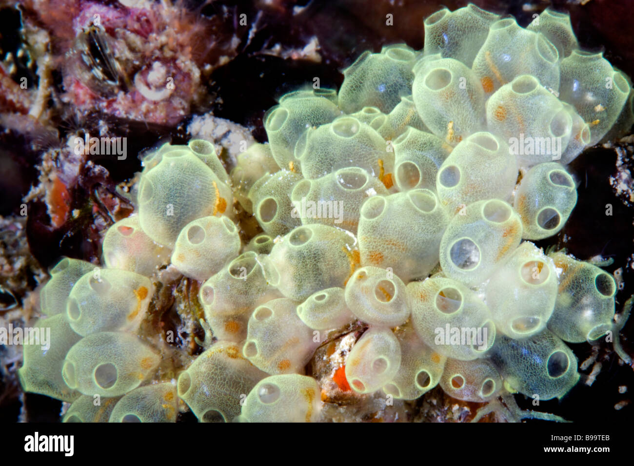 These Pycnoclavella Sea Squirts filter the water of the Celebes Sea at Barracuda Point reef near Sipadan Island in Malaysia. Stock Photo