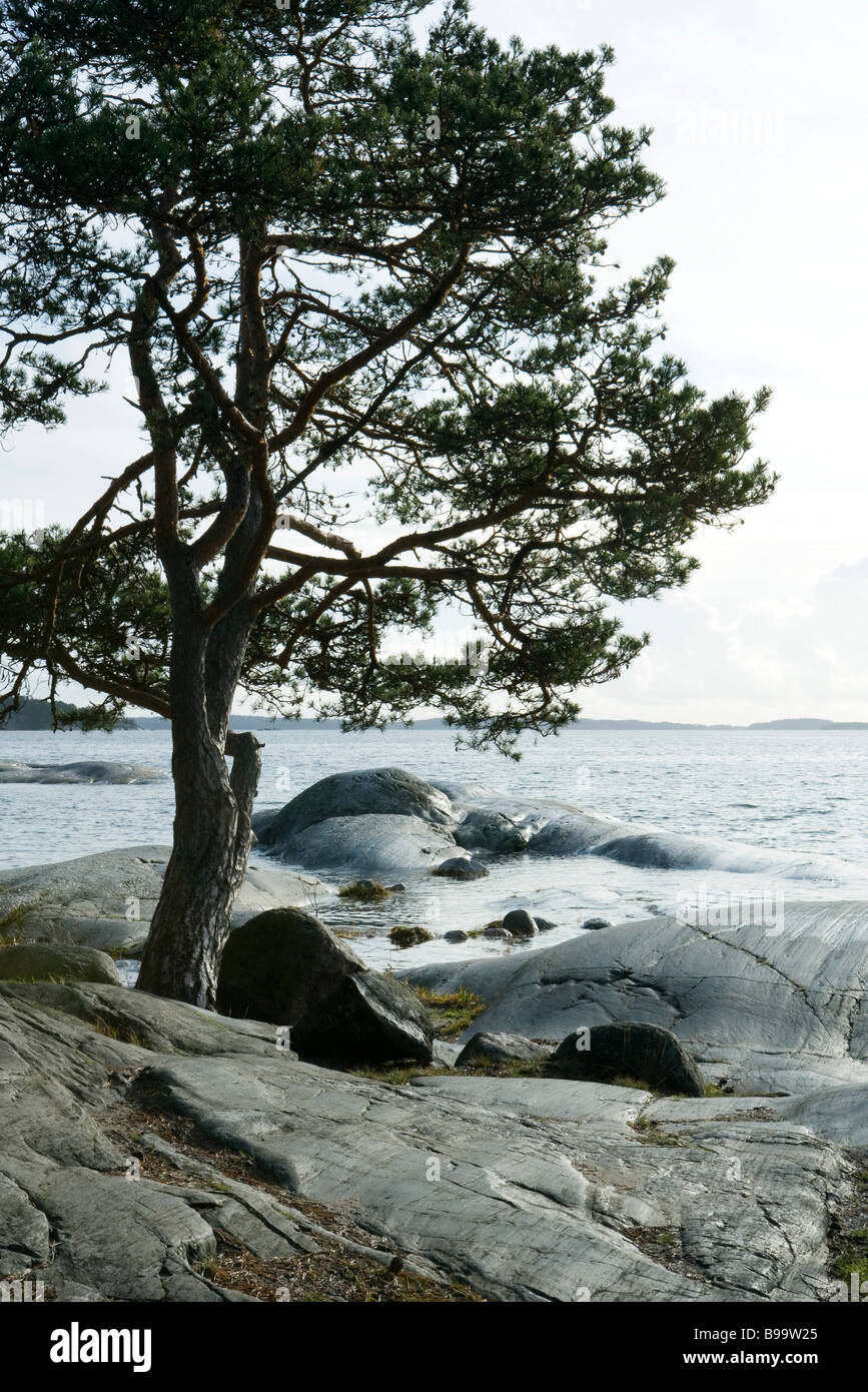 Pine tree growing on rocky shore Stock Photo