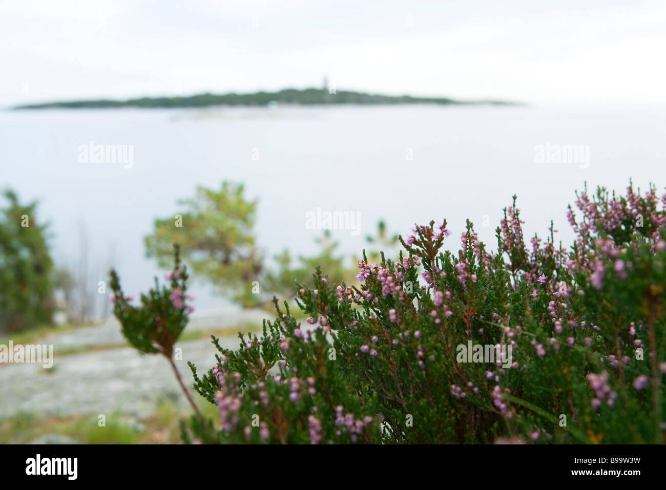 Purple flowering shrub, close-up, sea in background Stock Photo