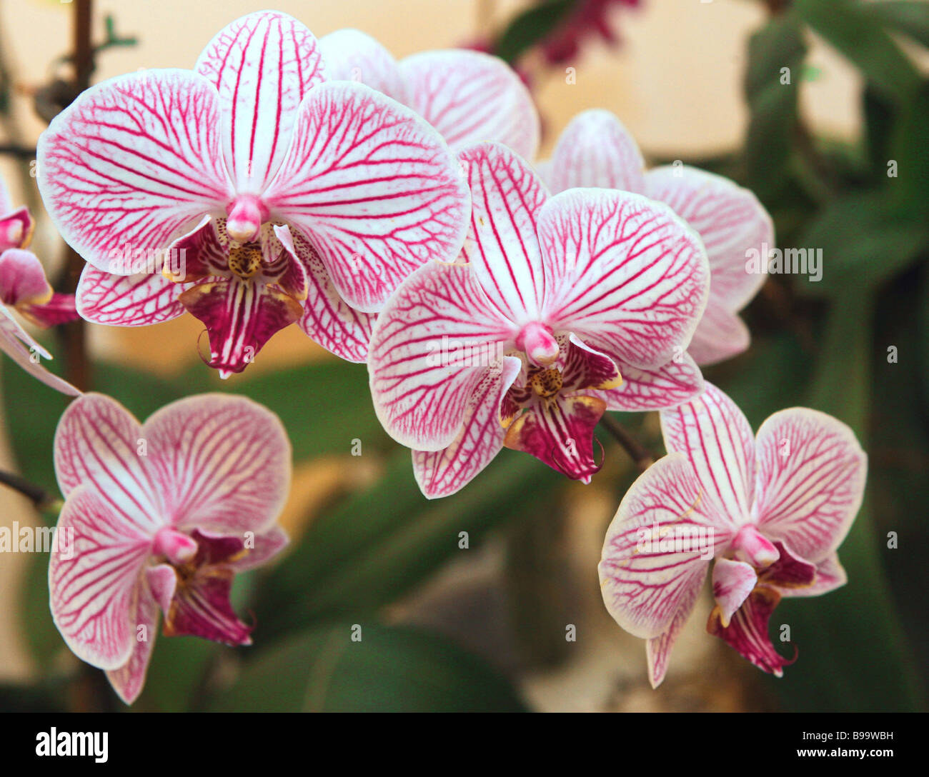 The Beautiful World of Orchids exhibition Stock Photo Alamy