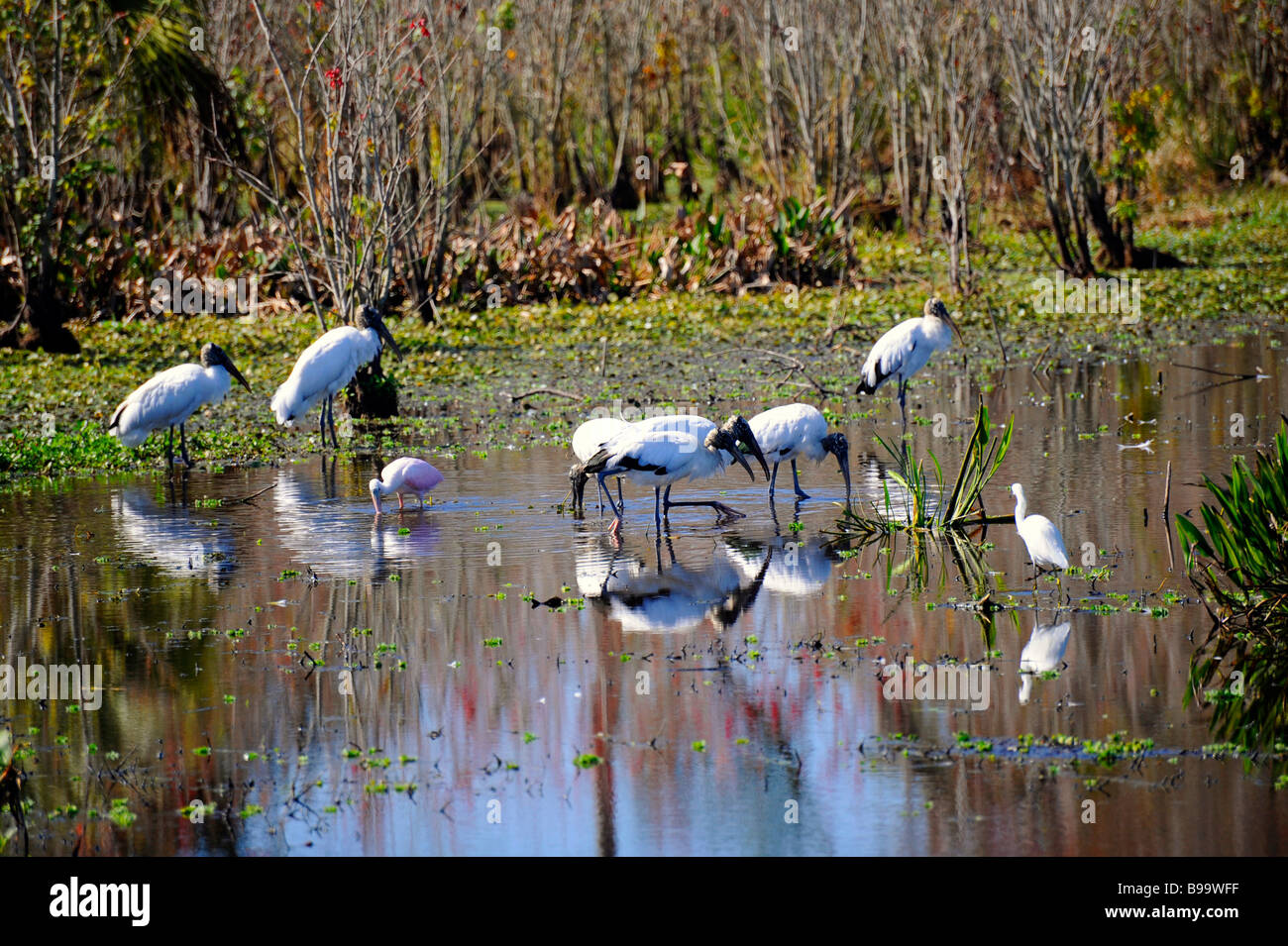 Storke Wetland