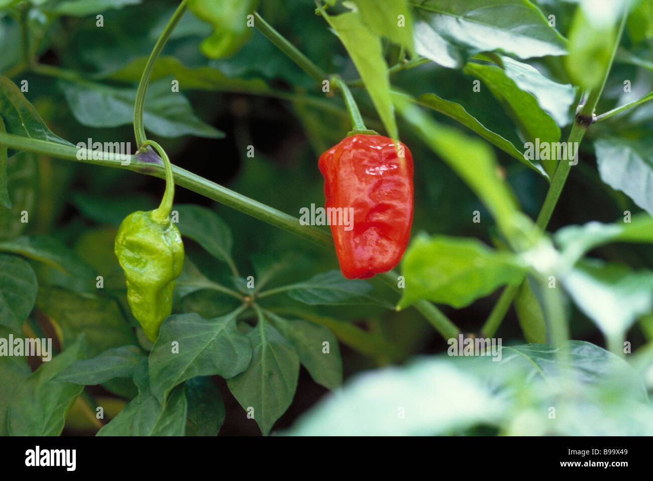 Hot peppers growing Stock Photo Alamy