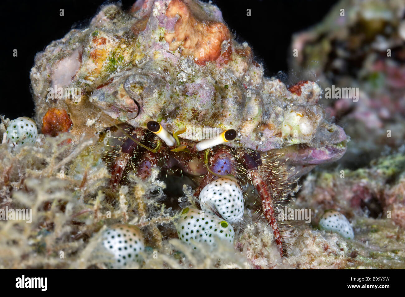 Crab under the sea hires stock photography and images Alamy