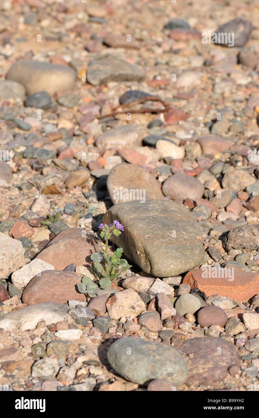 A single scorpionweed grows in the rocks Stock Photo