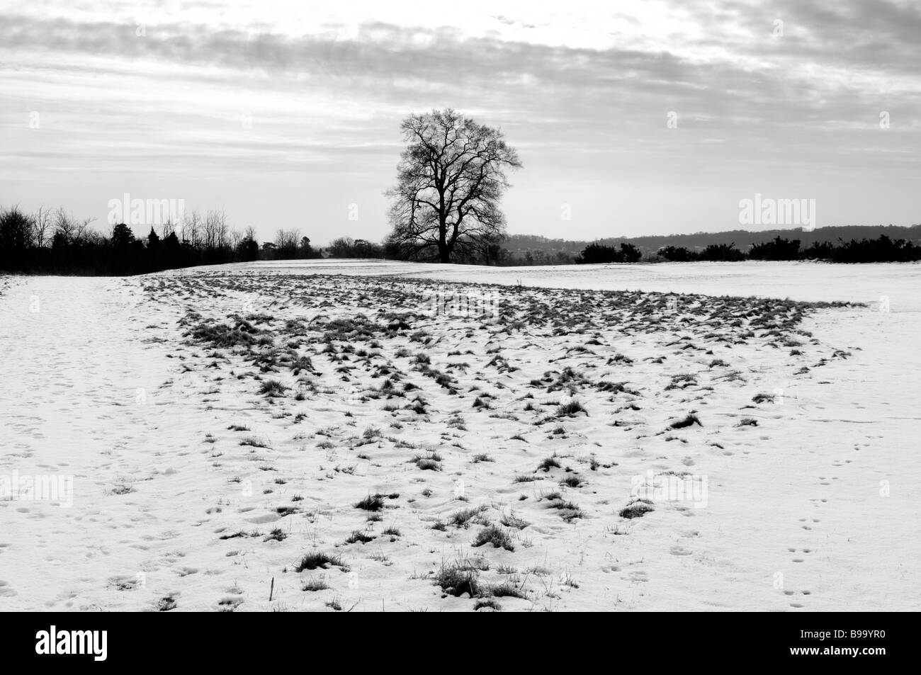 A single tree stands out against the snowy landscape Stock Photo - Alamy