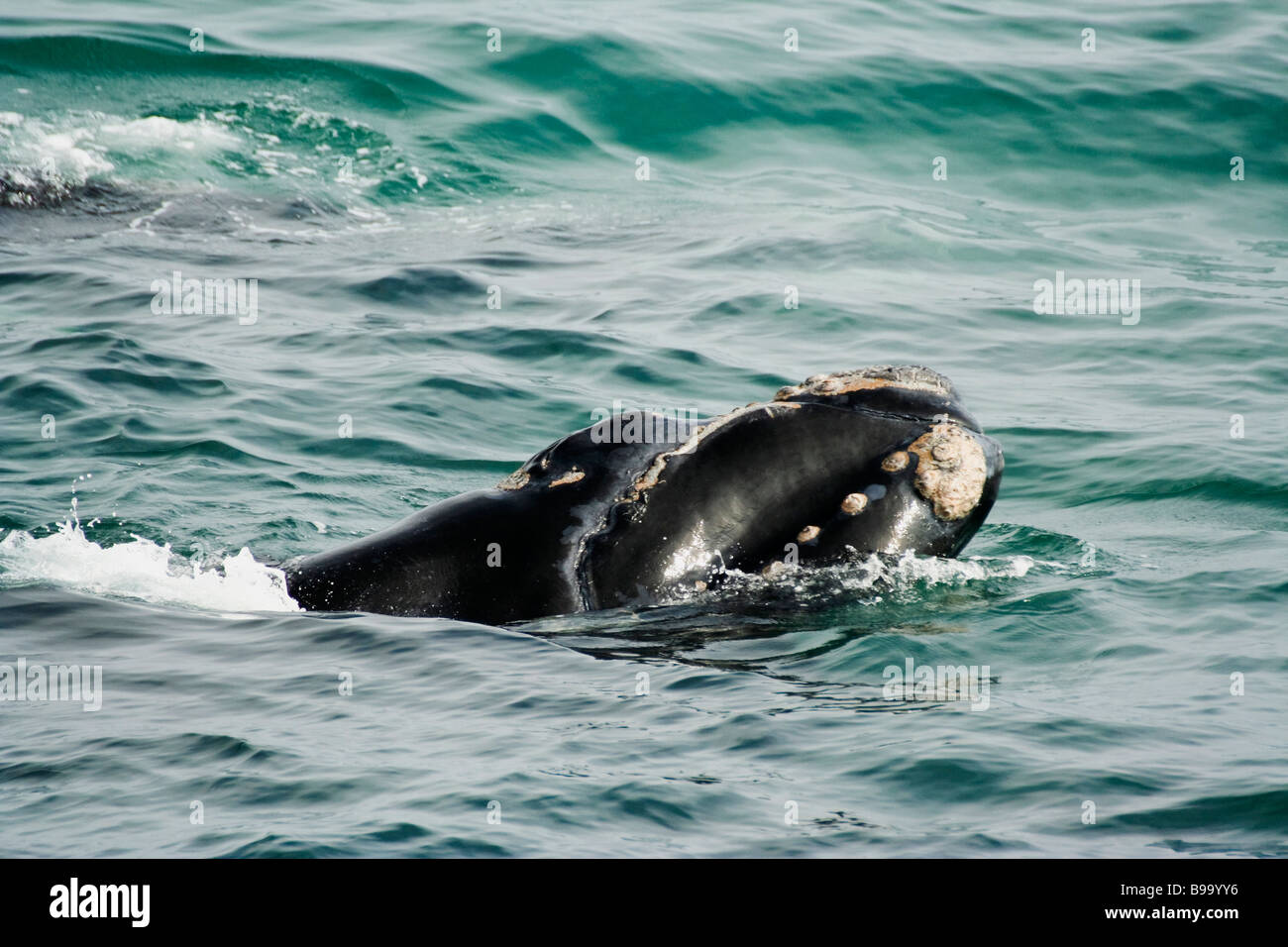 Calf of a Southern Right Whale Stock Photo - Alamy