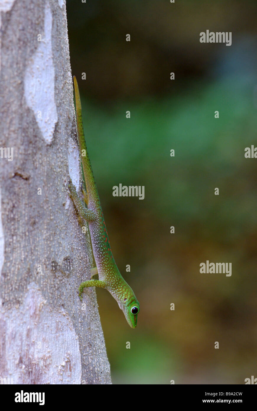 Young Madagascar Day Gecko (Phelsuma madagascariensis) on tree trunk in Anjajavy, Madagascar. Stock Photo