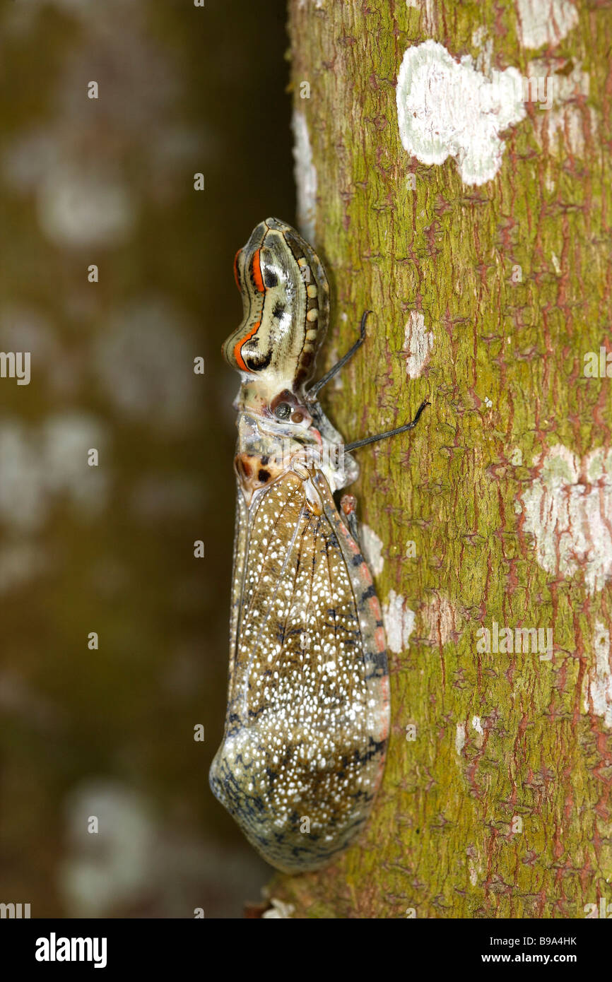Peanut-head Bug, Alligator bug, Lanternfly (Fulgora laternaria), sitting well camouflaged on tree trunk Stock Photo