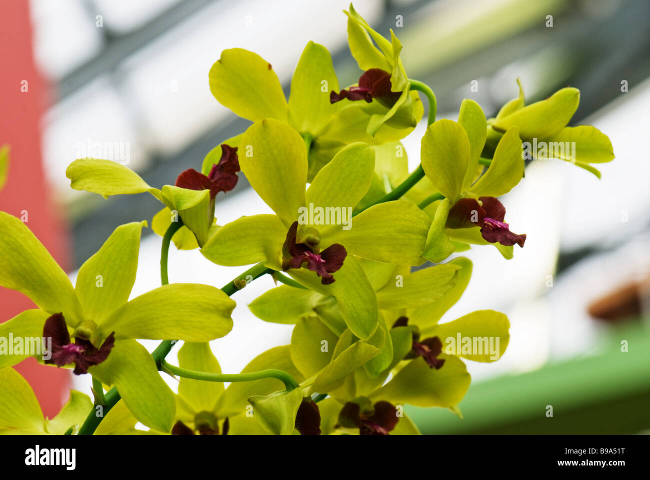 Dendrobium Phalaenopsis Ema Gold photographed at Keukenhof Gardens in Lisse the Netherlands Stock Photo