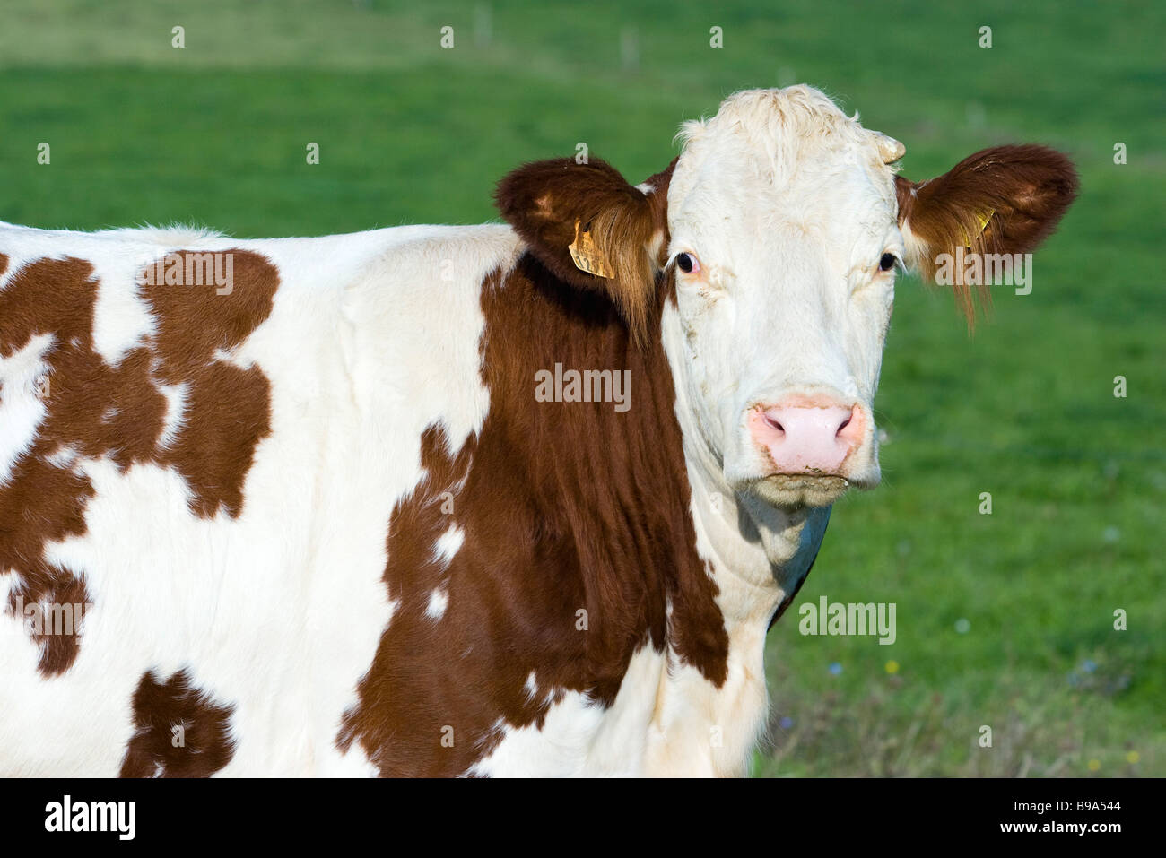 Montbeliard cow, portrait Stock Photo