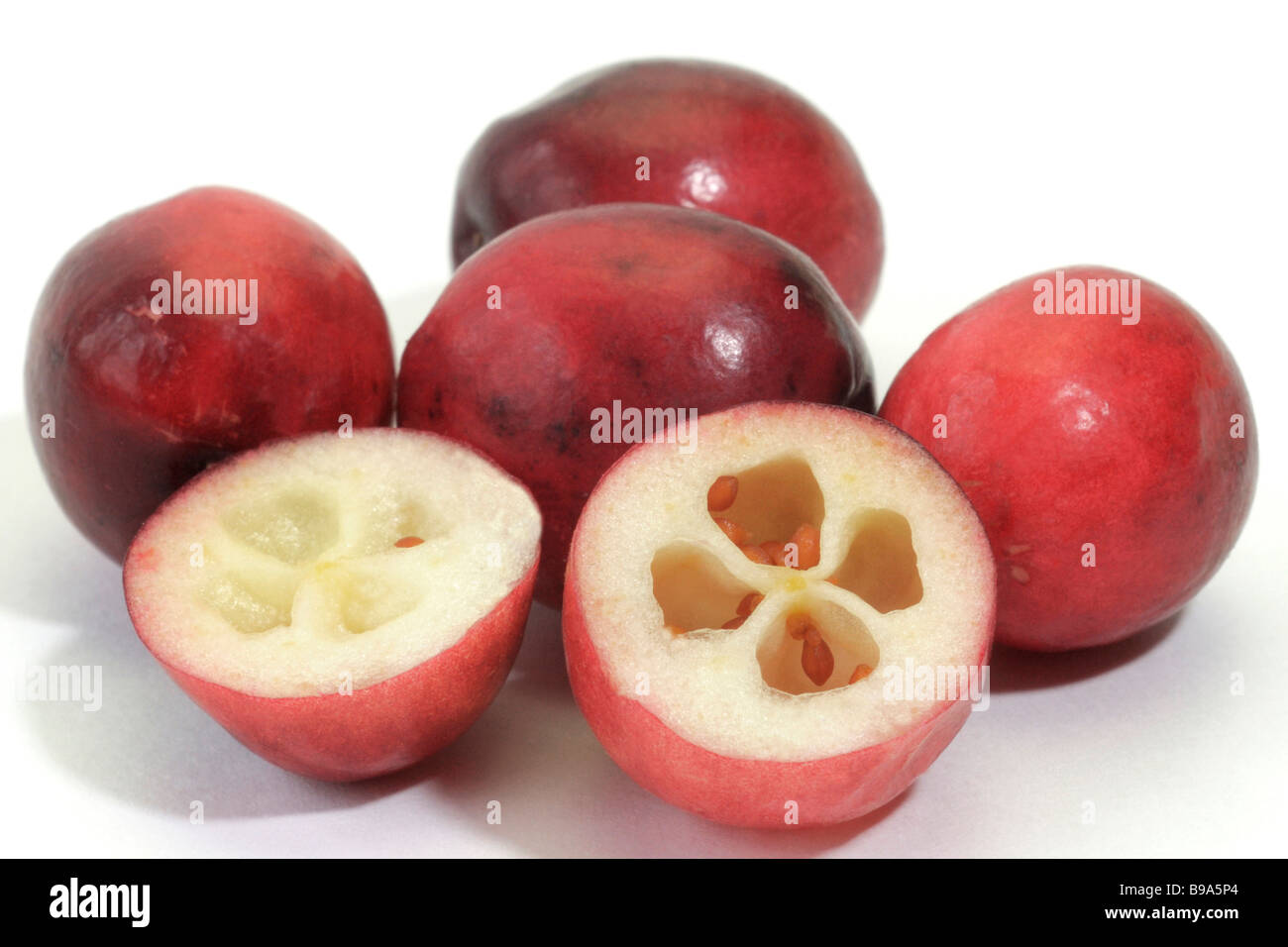 American Cranberry (Vaccinium macrocarpon, Oxycoccus macrocarpus), whole and halved berries, studio picture Stock Photo