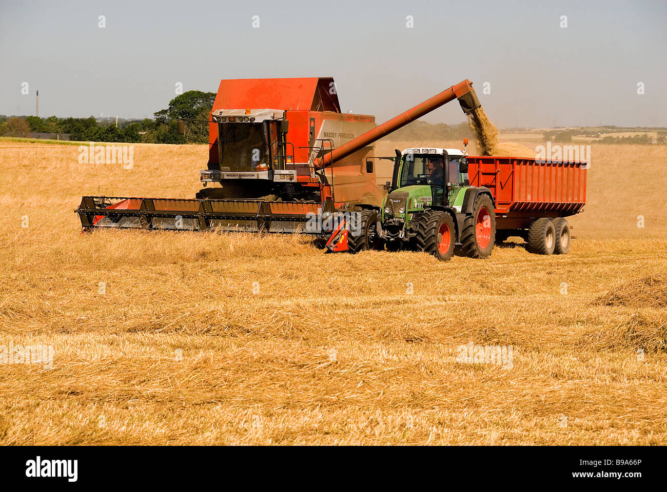 Harvesting on a grass seed field in Denmark using Massey Ferguso
