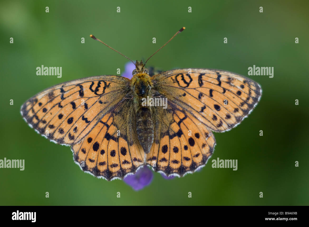 Lesser Marbled Fritillary Brenthis ino Stock Photo