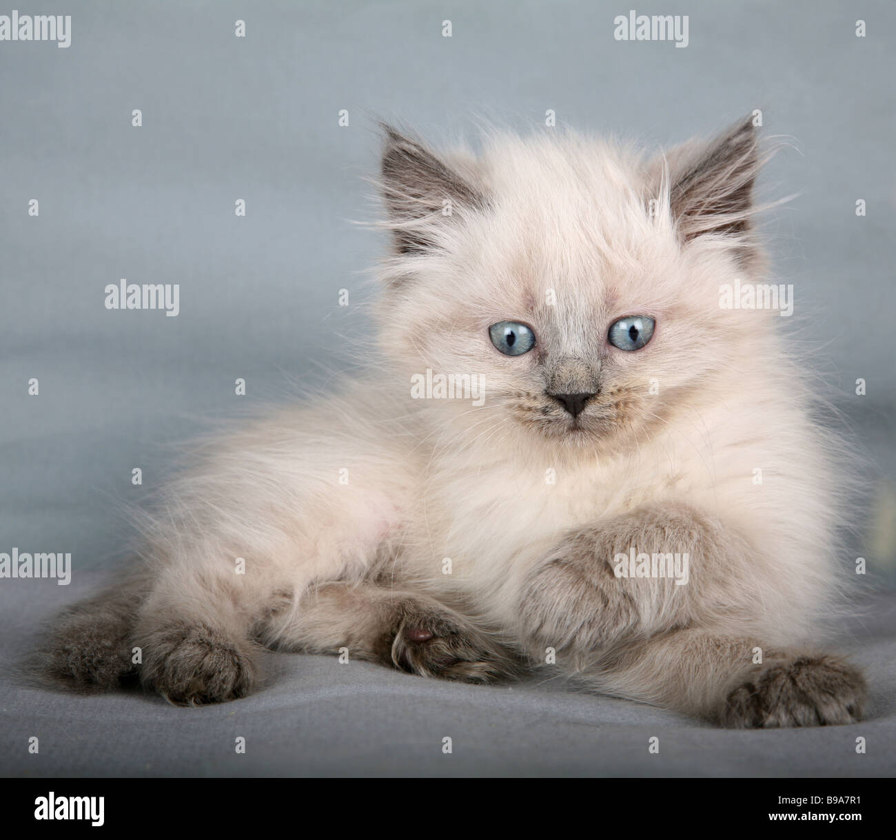 Siberian kitten. Colorpoint Stock Photo Alamy