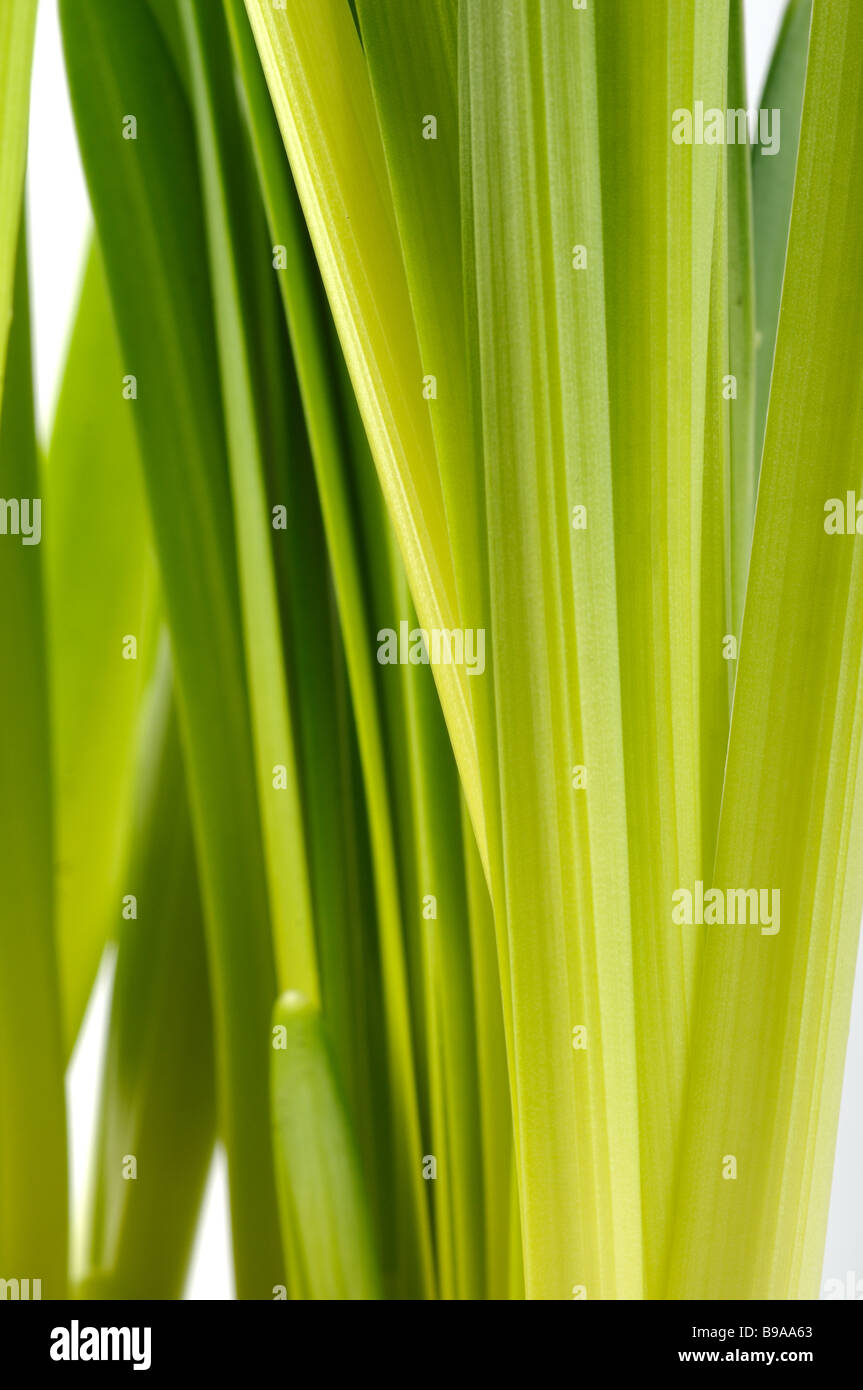 Fresh daffodil leaves on a white background Stock Photo Alamy