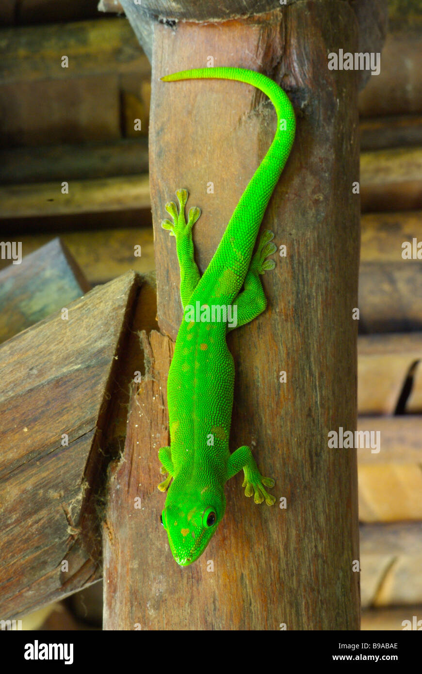 Giant Madagascar Day Gecko (Phelsuma madagascariensis grandis) on lodge pole at Nosy Komba, Madagascar. Stock Photo