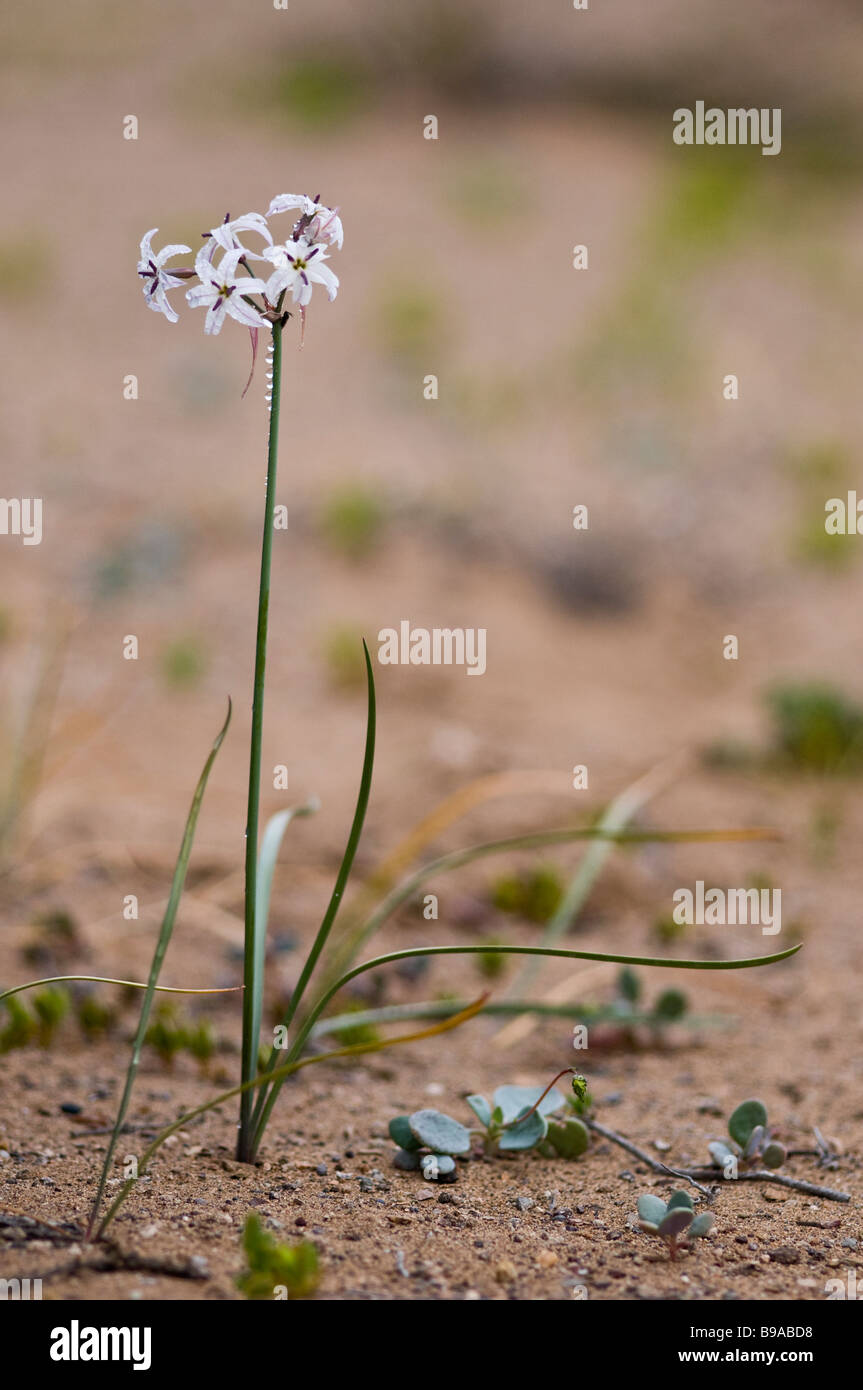 Flower in Atacama Desert, Desierto Florido, Blooming Desert, THE FLOWER'S DESERT, Stock Photo