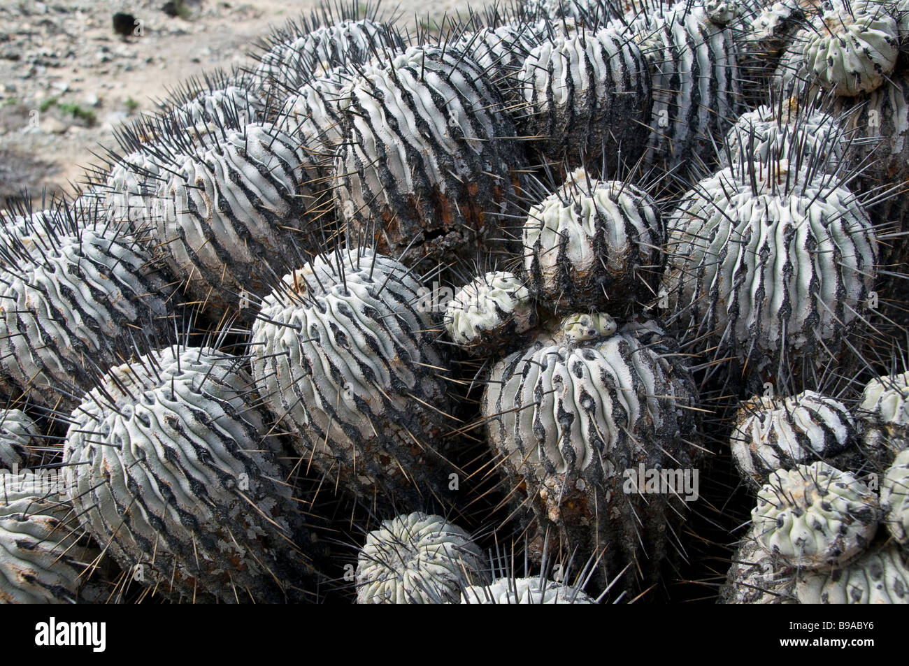 copiapoa delabata carrisaliensis,Mina Oriente, Atacama Desert Chile,Succulent Plants, Cactus Stock Photo
