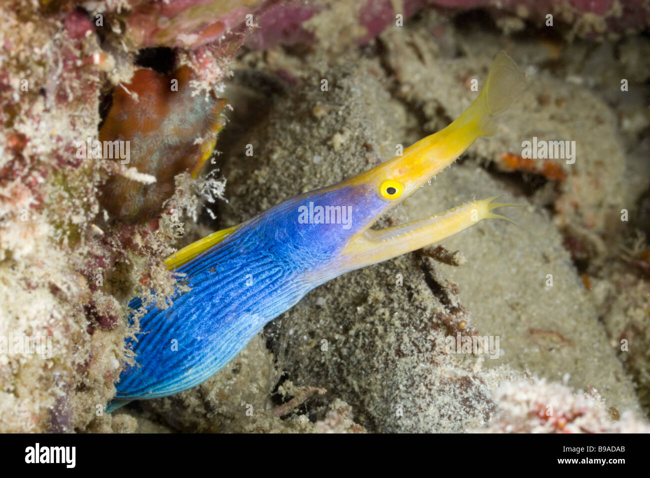 A Ribbon Eel surveys the reef around his home at Barracuda Point near