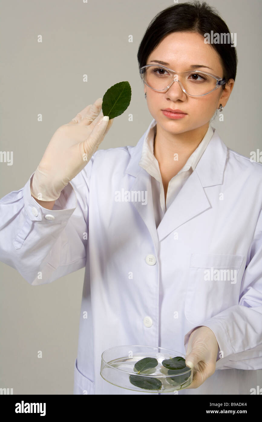 Scientist examining leaves in petri dish Stock Photo - Alamy