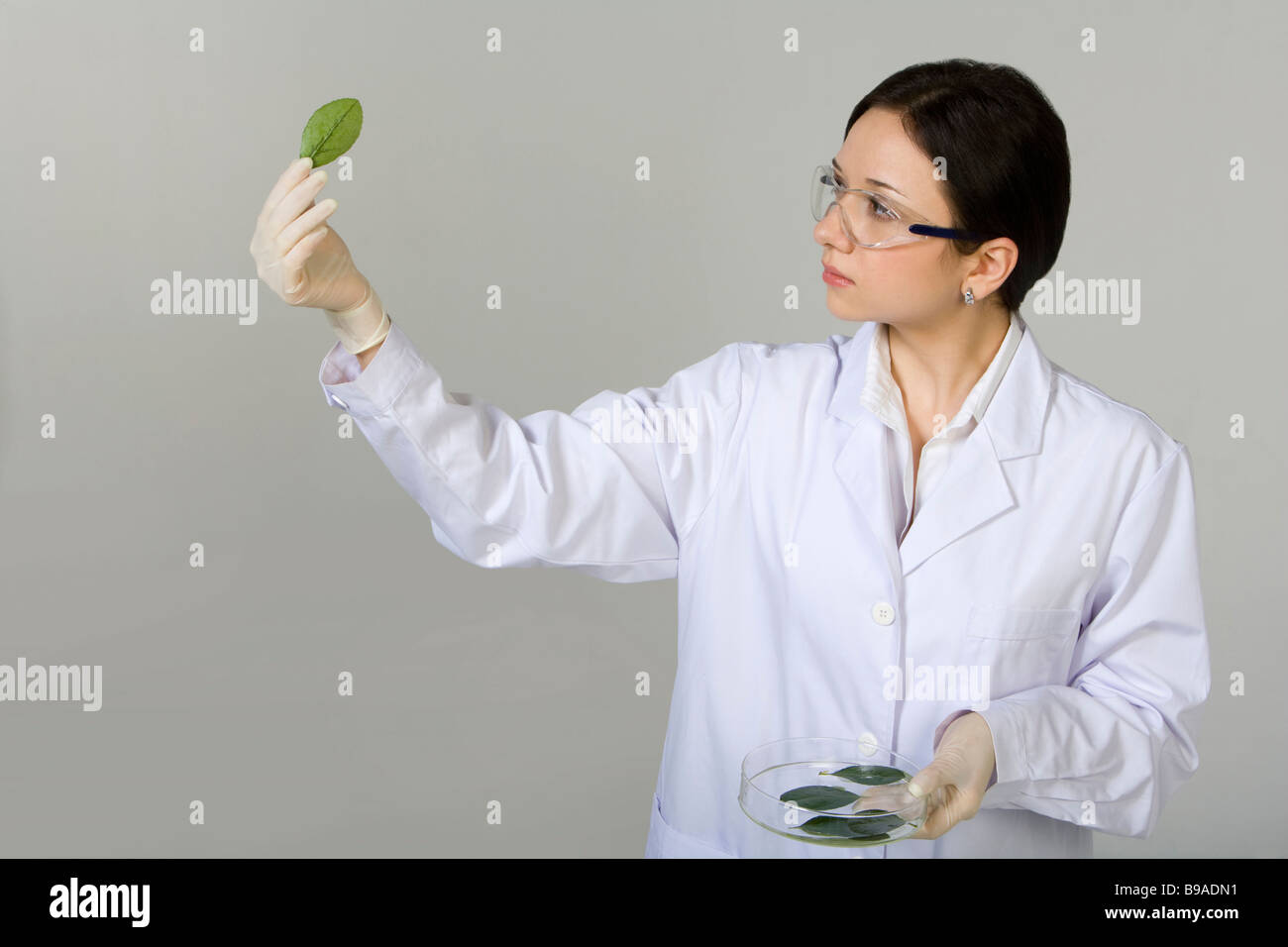 Scientist examining leaves in petri dish Stock Photo - Alamy