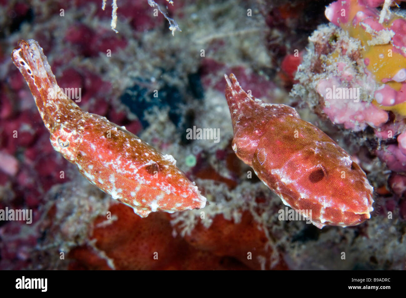 This pair of Broadclub Cuttlefish are caught performing their mating ritual in The Celebes Sea near Sipadan Island, Malaysia. Stock Photo