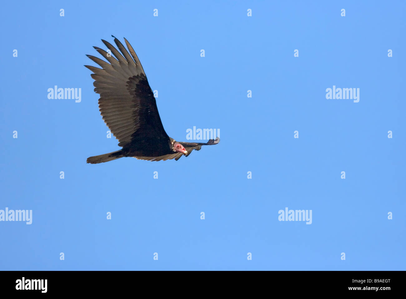 Turkey Vulture Cathartes aura San Blas Nayarit Mexico 20 January Adult Cathartidae Stock Photo