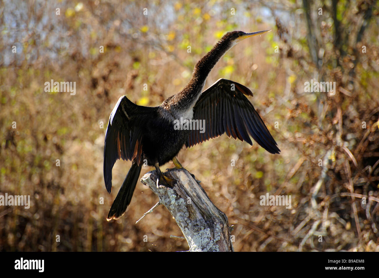 Female Anhinga Circle B Bar Reserve Environmental Nature Center ...
