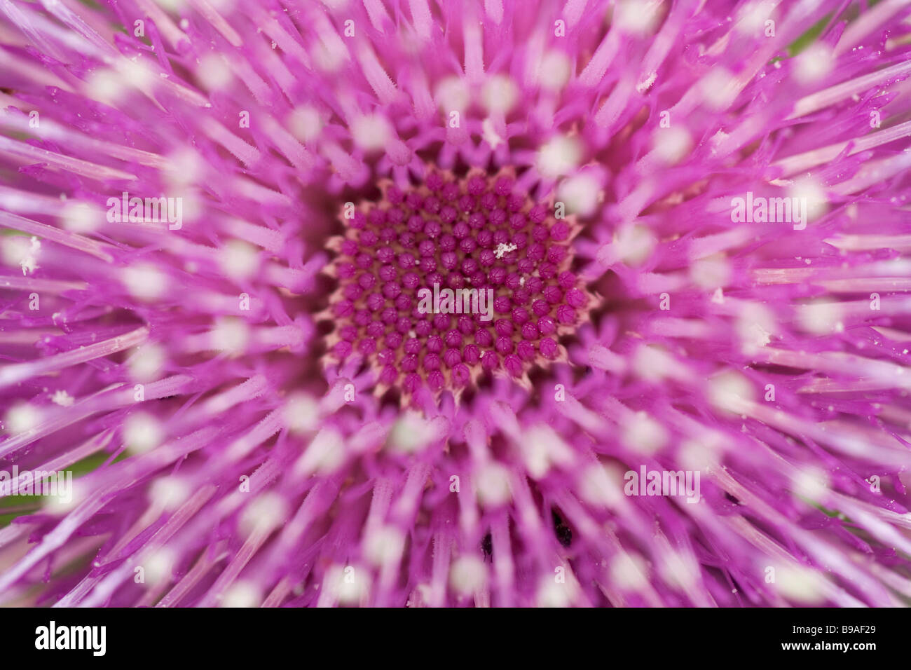 Melancholy Thistle (Cirsium heterophyllum), flower, close up Stock