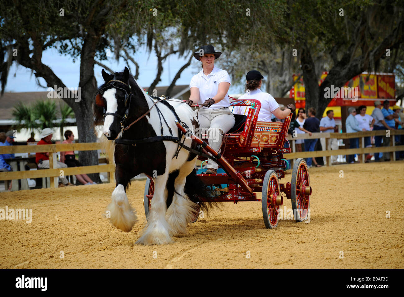 Gypsy horse exhibition at Florida State Fairgrounds Tampa Stock Photo Alamy