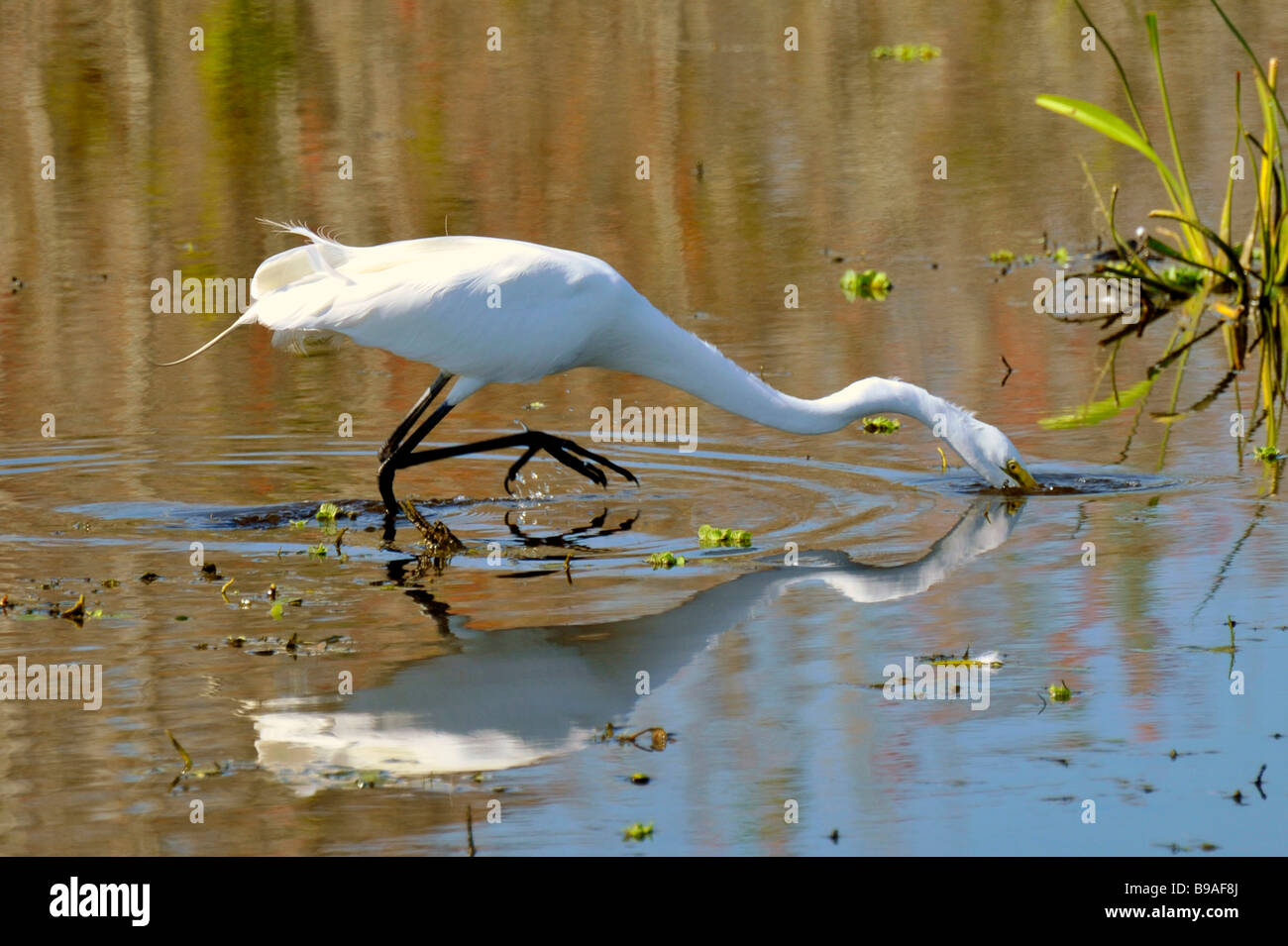 Great White Heron Circle B Bar Reserve Environmental Nature Center