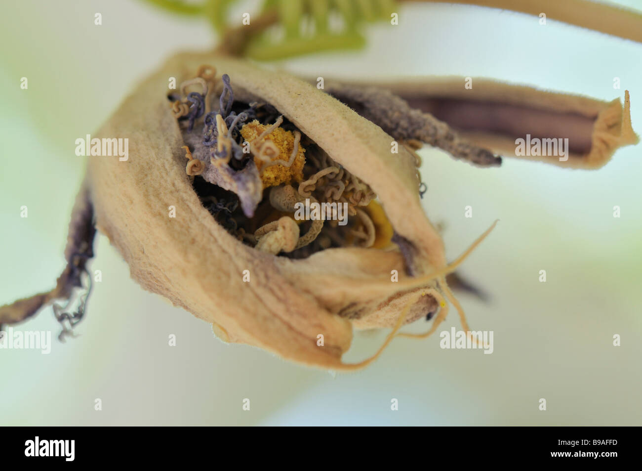 Dead passion vine flower Stock Photo Alamy
