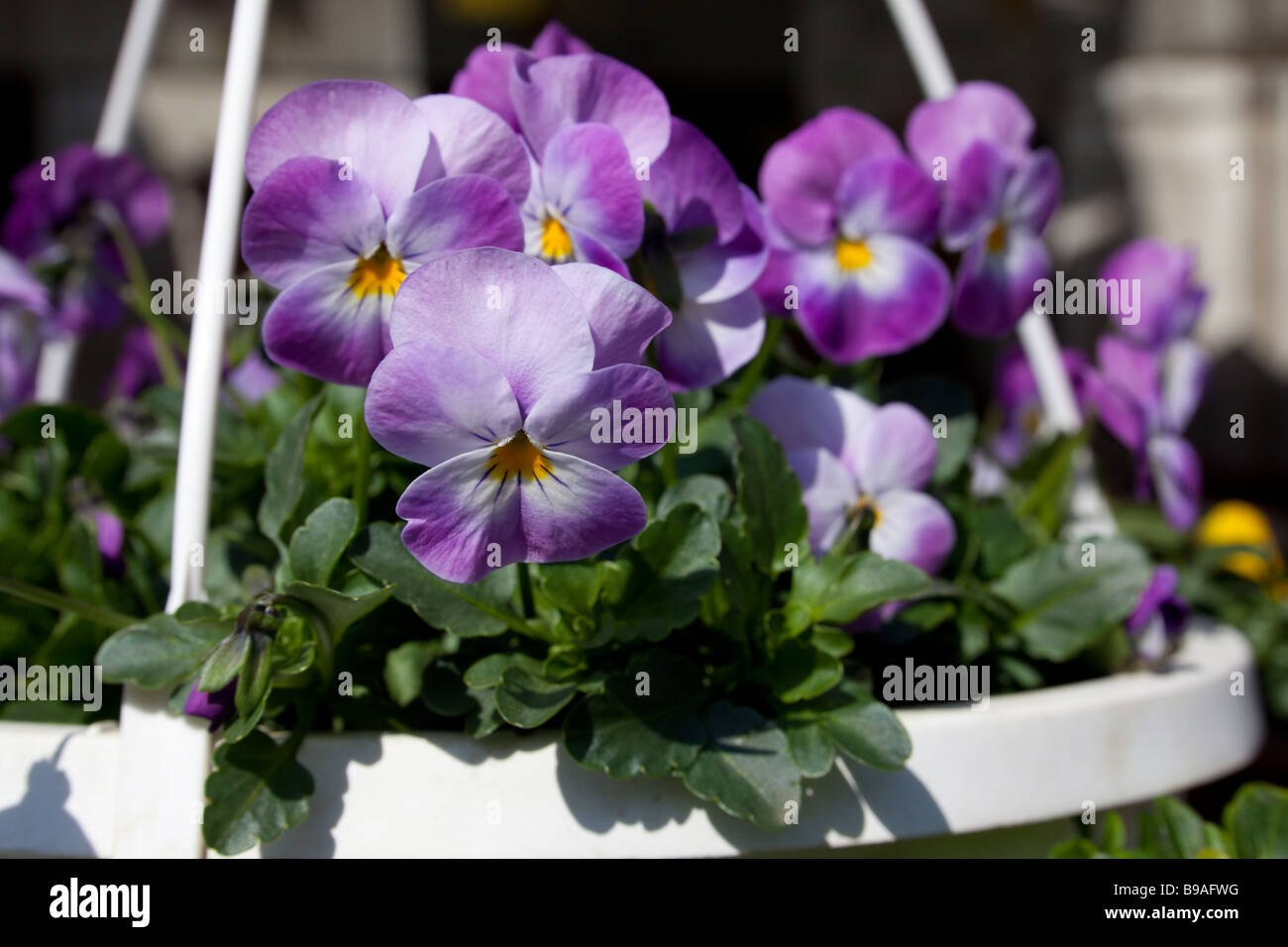 hanging basket of pansies pansy Stock Photo Alamy