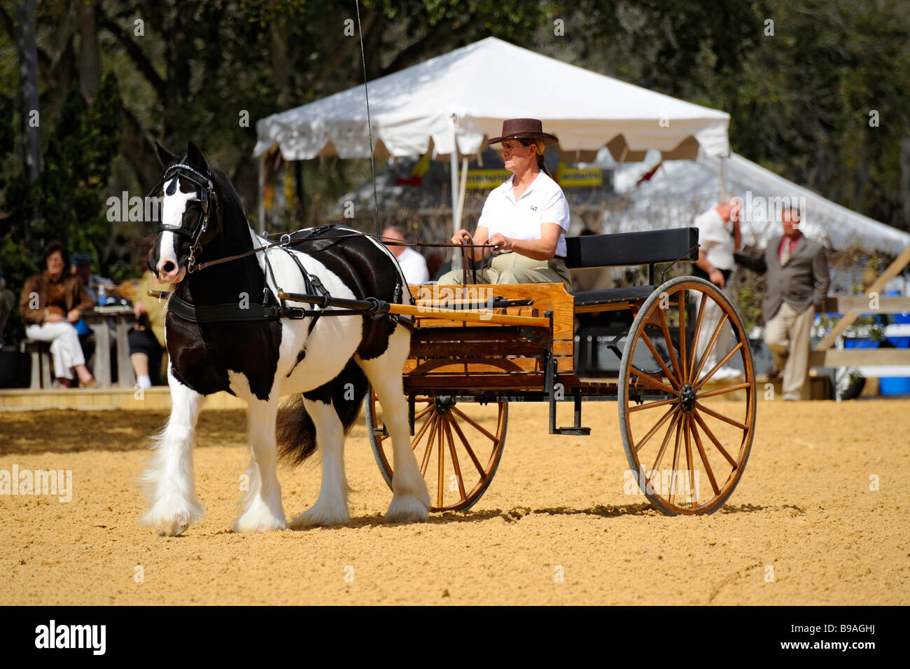 Gypsy horse exhibition at Florida State Fairgrounds Tampa Stock Photo Alamy